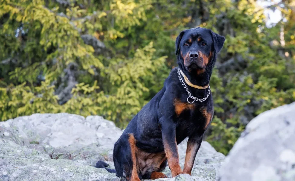 Rottweiler sentado ao ar livre