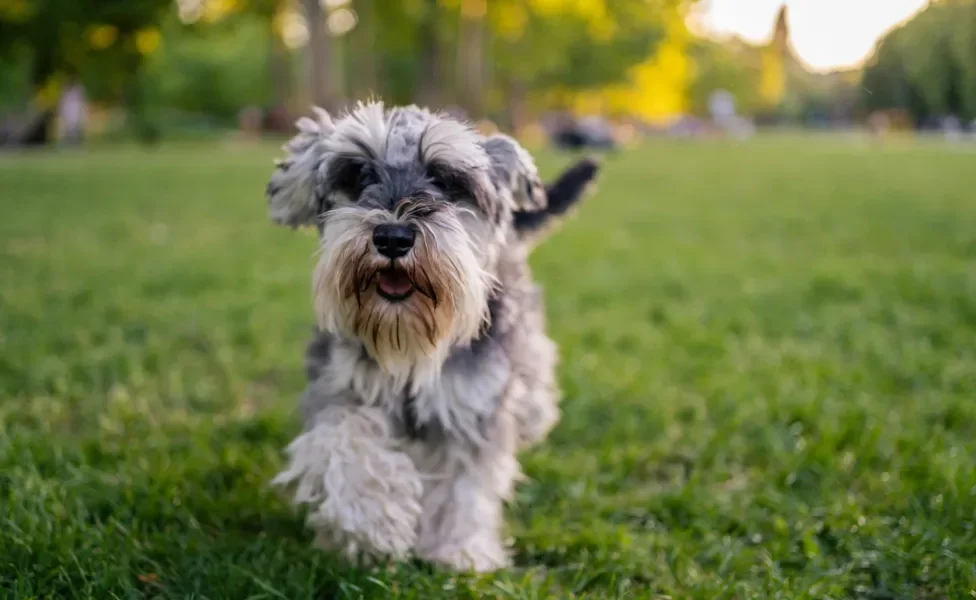 Schnauzer miniatura ao ar livre