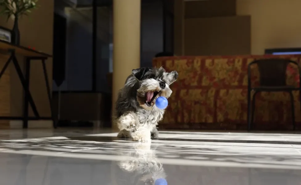 Schnauzer correndo em casa