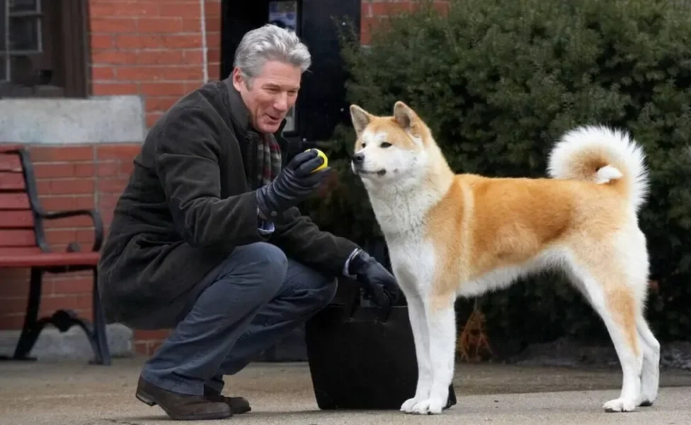 homem segurando bolinha ao lado de Akita