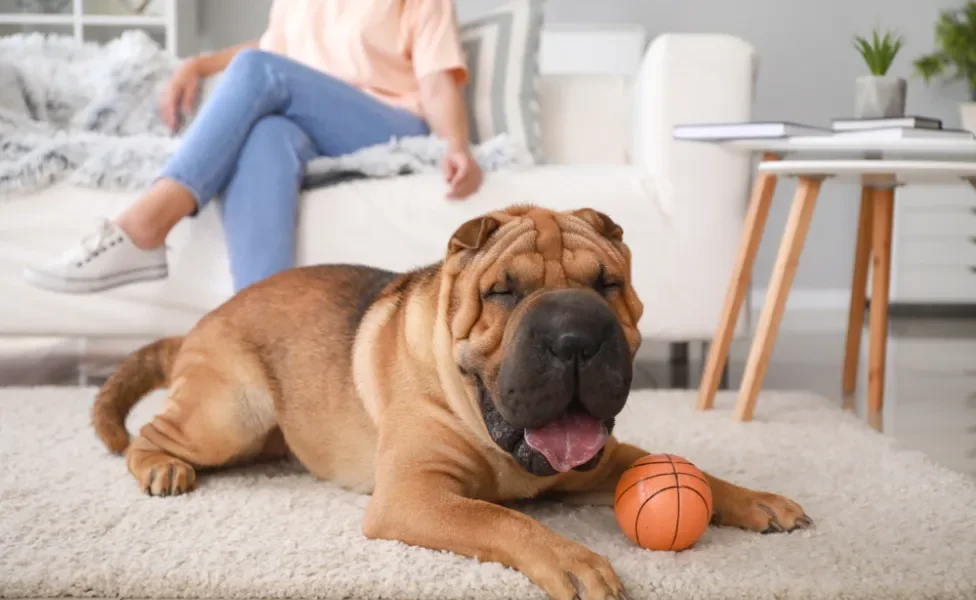 Shar Pei deitado no tapete