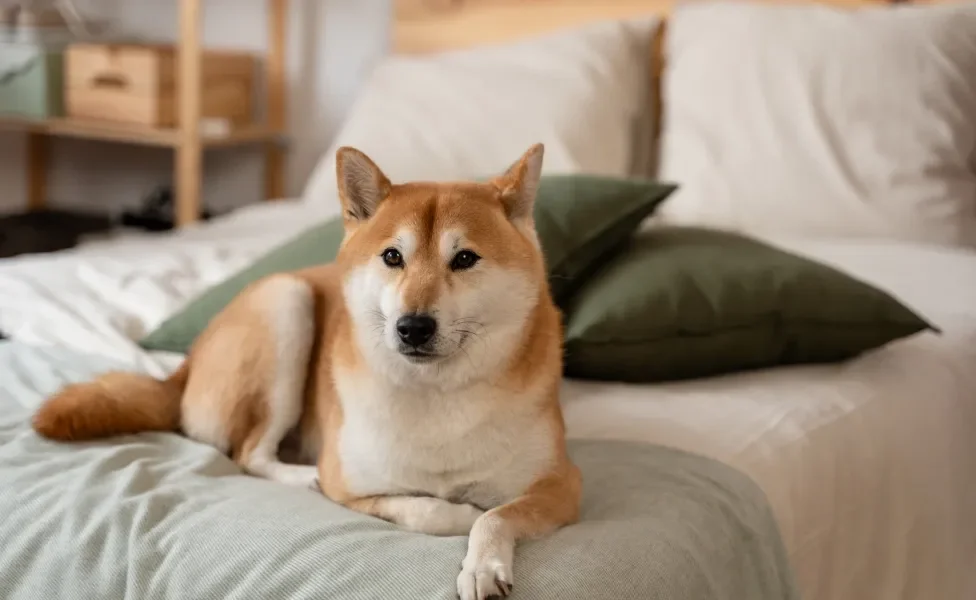 Shiba Inu deitado na cama