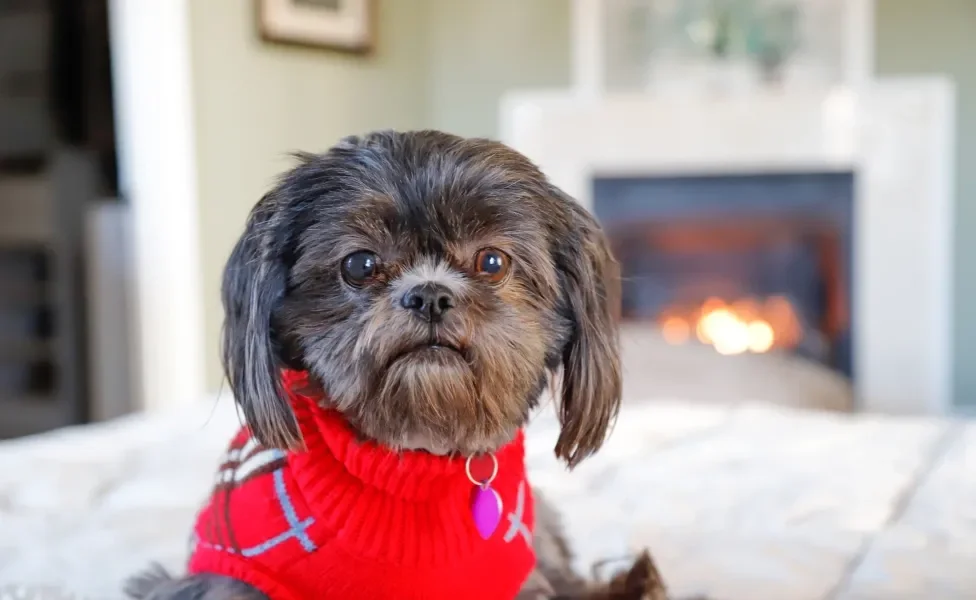 Shih Tzu de roupinha sentado na sala