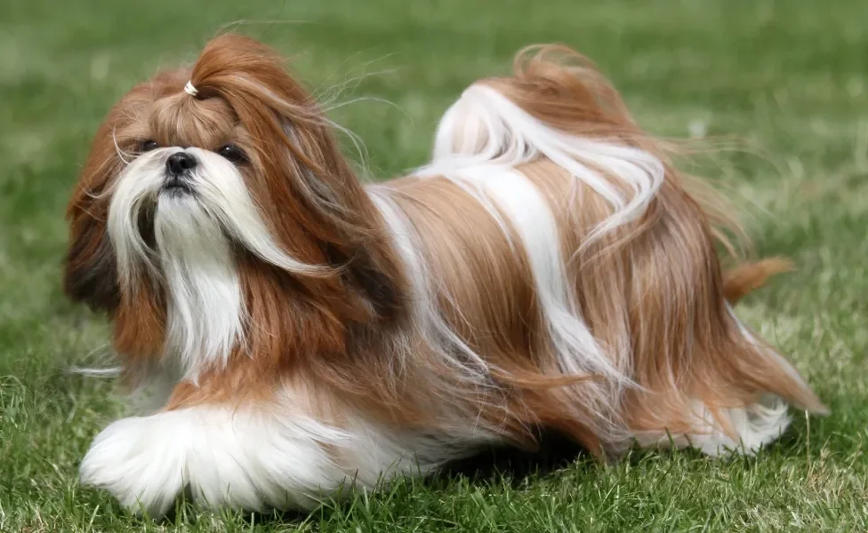 Shih Tzu de pelo longo ao ar livre