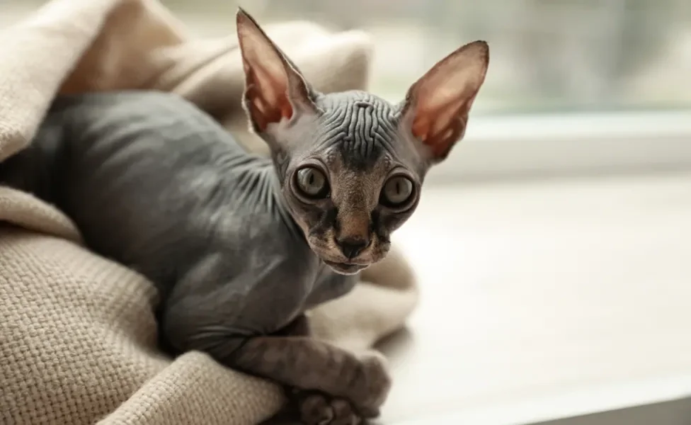 Gato Sphynx cinza