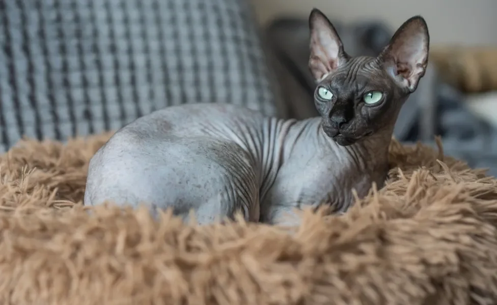 Sphynx deitado em cama