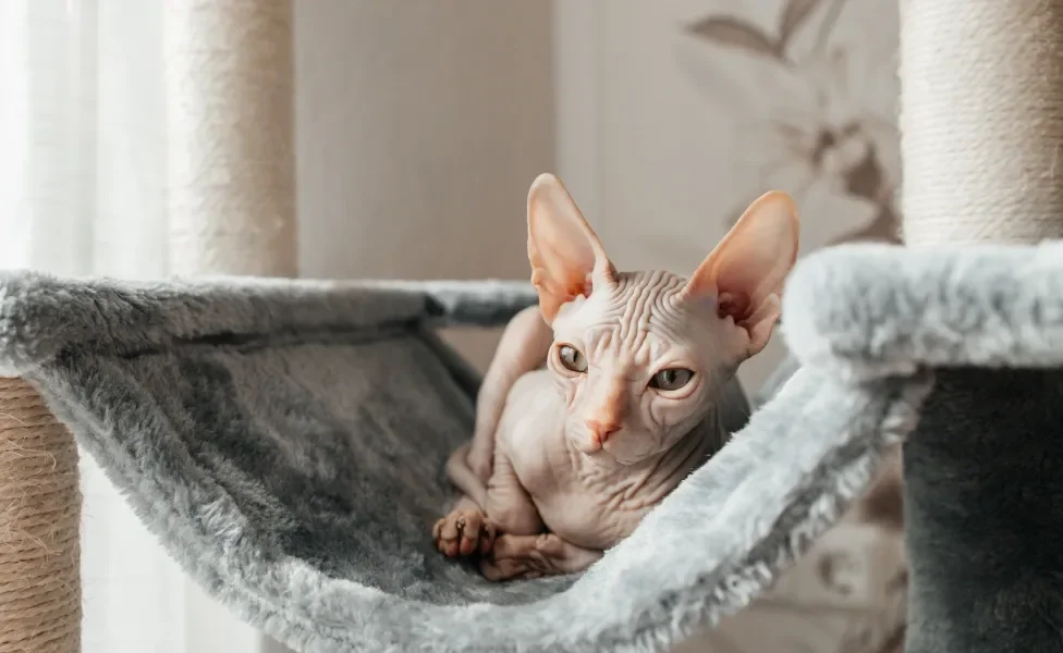 Sphynx deitado em arranhador