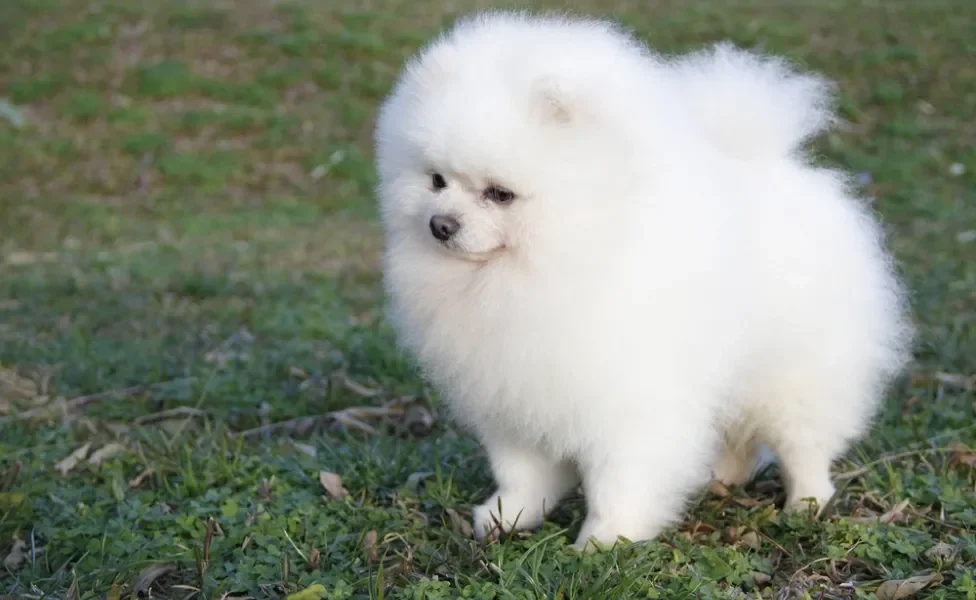 Lulu da Pomerânia branco ao ar livre