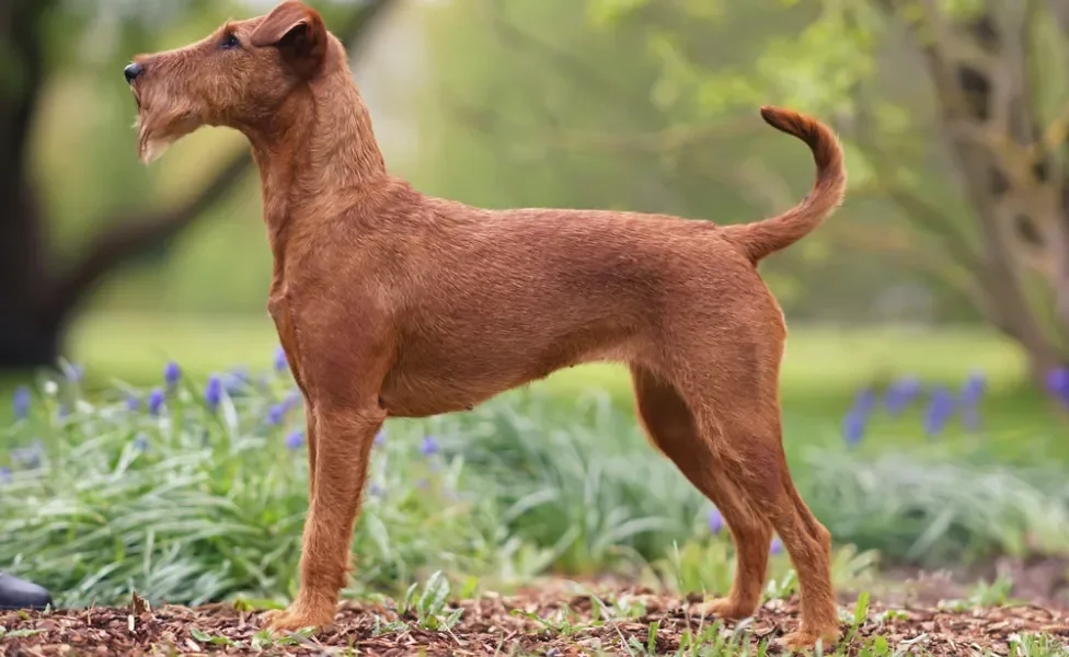 Terrier Irlandês em pé de lado ao ar livre