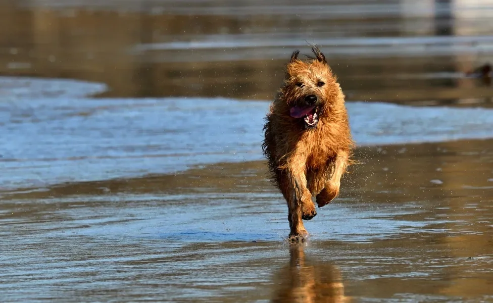 Terrier Irlandês correndo na praia