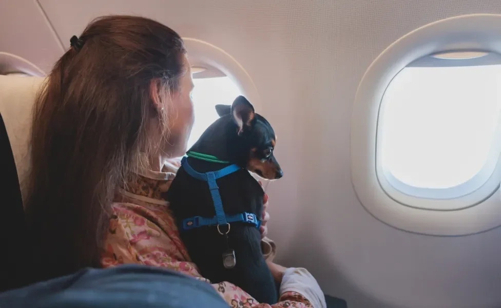 mulher segurando cachorro Pinscher no colo dentro de avião 