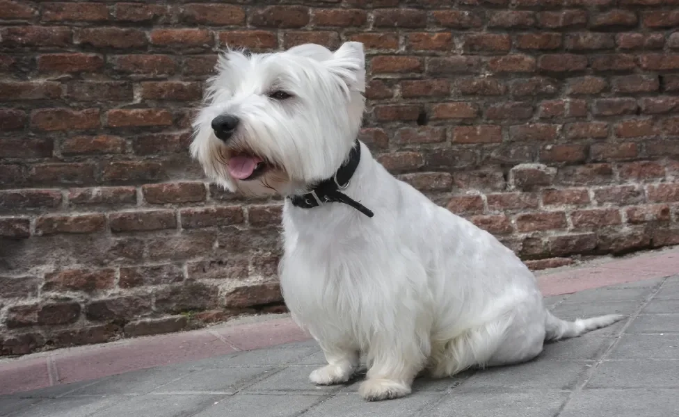 West Highland White Terrier sentado na calçada