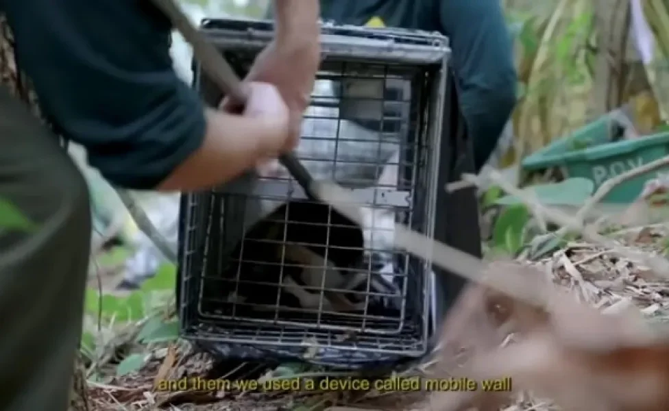 felino capturado na ilha dos gatos