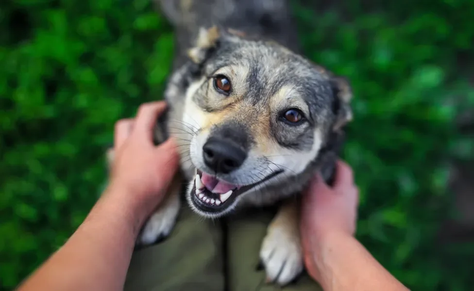 cachorro pulando nas pernas de pessoa olhando para a câmera