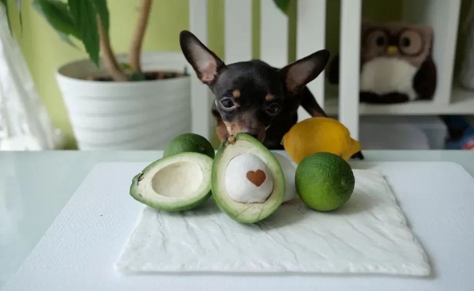 abacate para cachorro em cima de mesa com cãozinho atrás