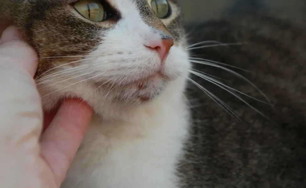 acne felina localizada no queixo do gato