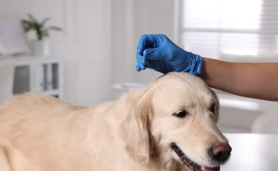 Cachorro grande e claro fazendo sessão de acupuntura