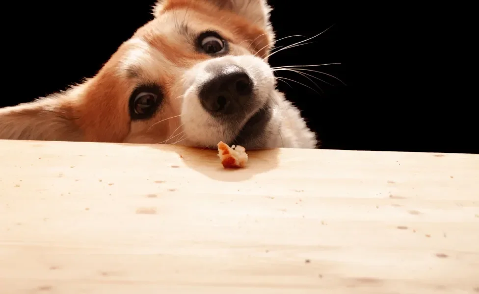 Cãozinho pegando petisco em cima de mesa com fundo preto