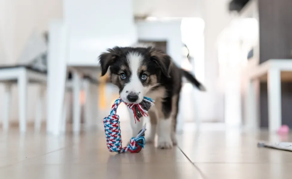 cachorro filhote com brinquedo na boca