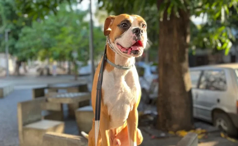 cachorro Boxer em cima de mesa ao ar livre