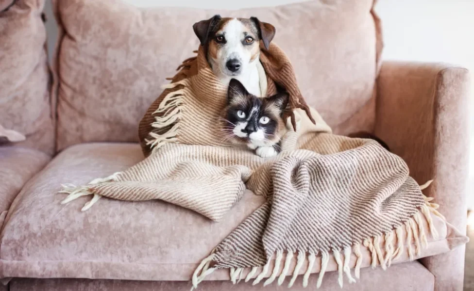 Cachorro e gato dividindo coberta em cima de sofá