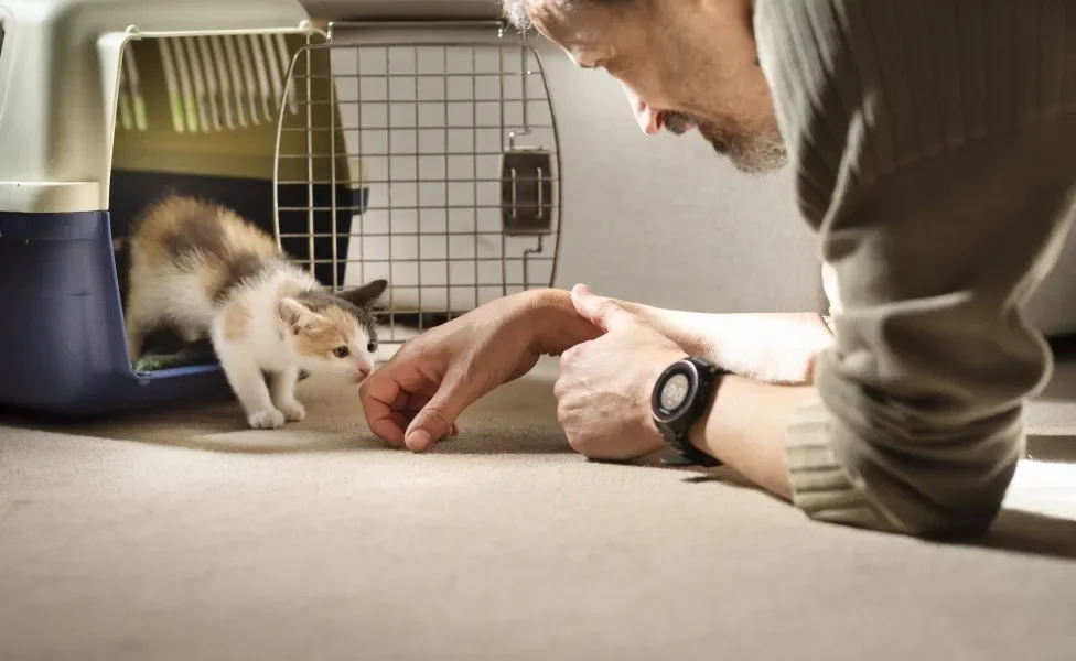 Homem deitado se aproximando de gatinho filhote saindo de caixa de transporte