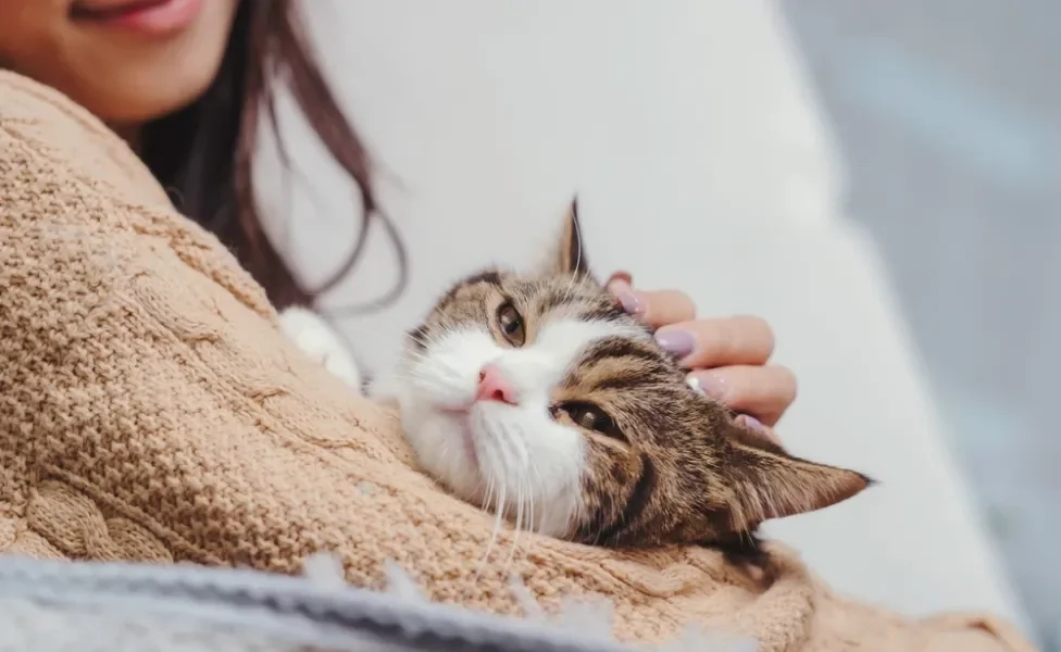 gato deitado feliz no colo de dona