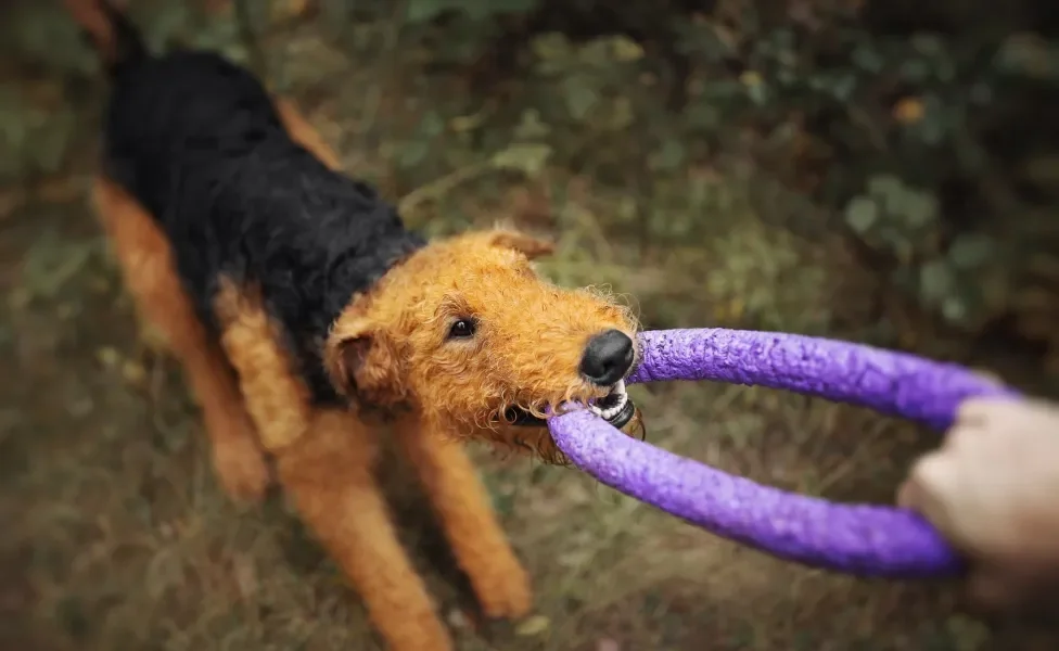 Cão Airedale Terrier brincando de morder brinquedo roxo segurado na outra ponta por pessoa