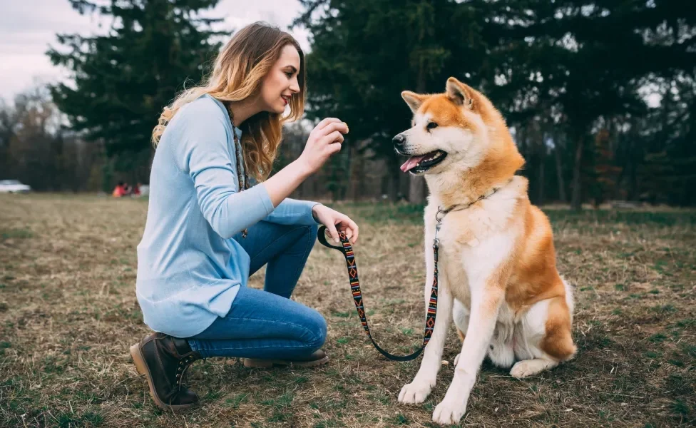 Tutora treinando cão Akita Inu em campo aberto