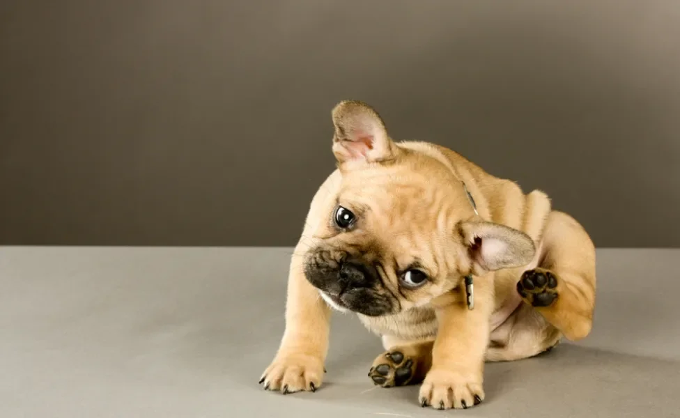 alergia em cachorro: bulldog se coçando