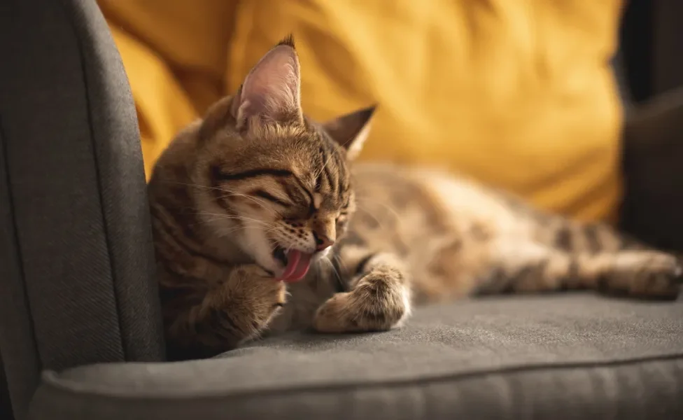 gato se lambendo deitado no sofá