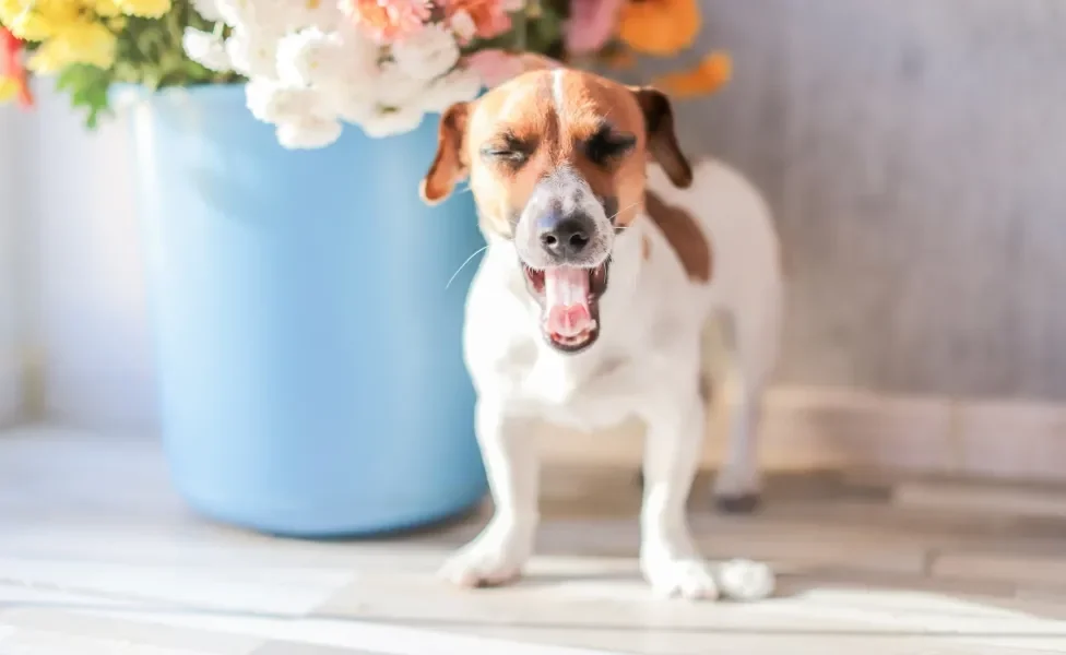 cachorro espirrando perto de flores