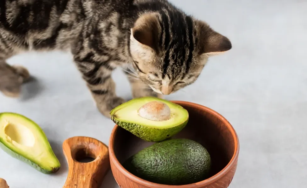 gato malhado cheirando um abacate partido ao meio