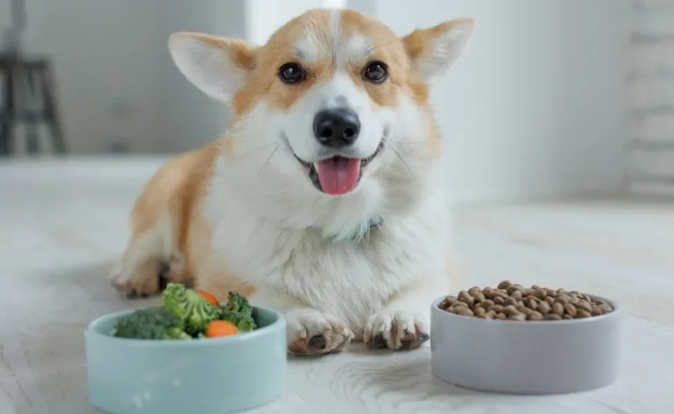 cão comendo alimentação natural para cachorro