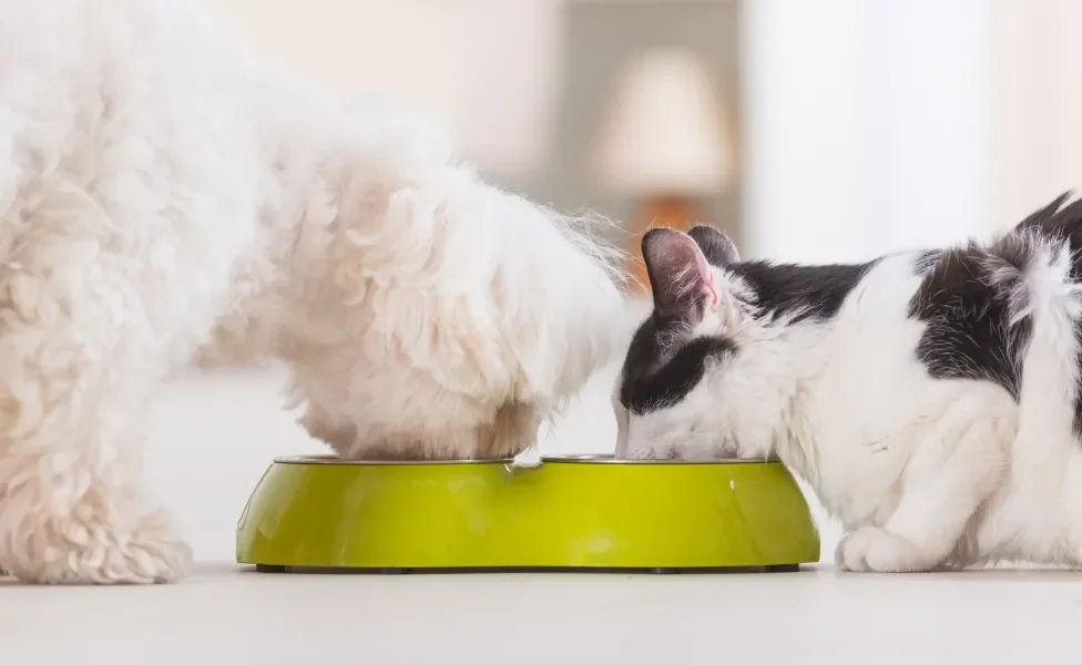 Cachorro e gato comendo em pote duplo