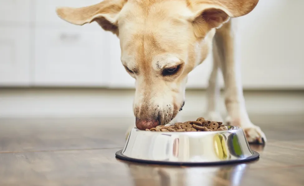 Cachorro amarelo comendo ração em pote prateado