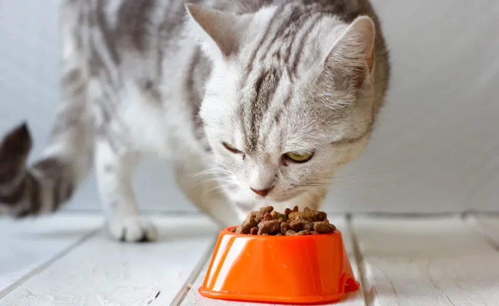 Gato cinza comendo ração em pote avermelhado