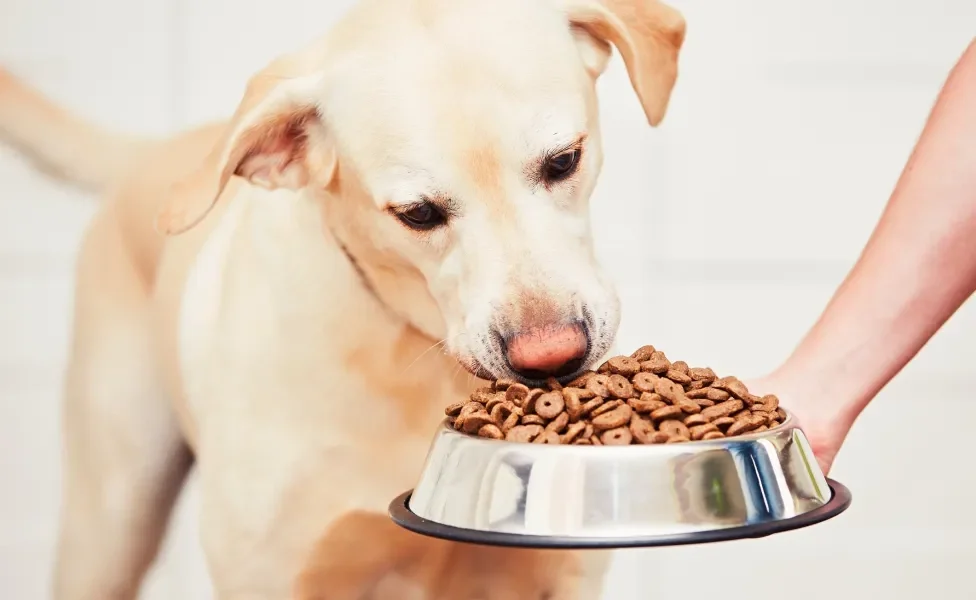 Cachorro grande amarelo recebendo pote de ração de mão humana