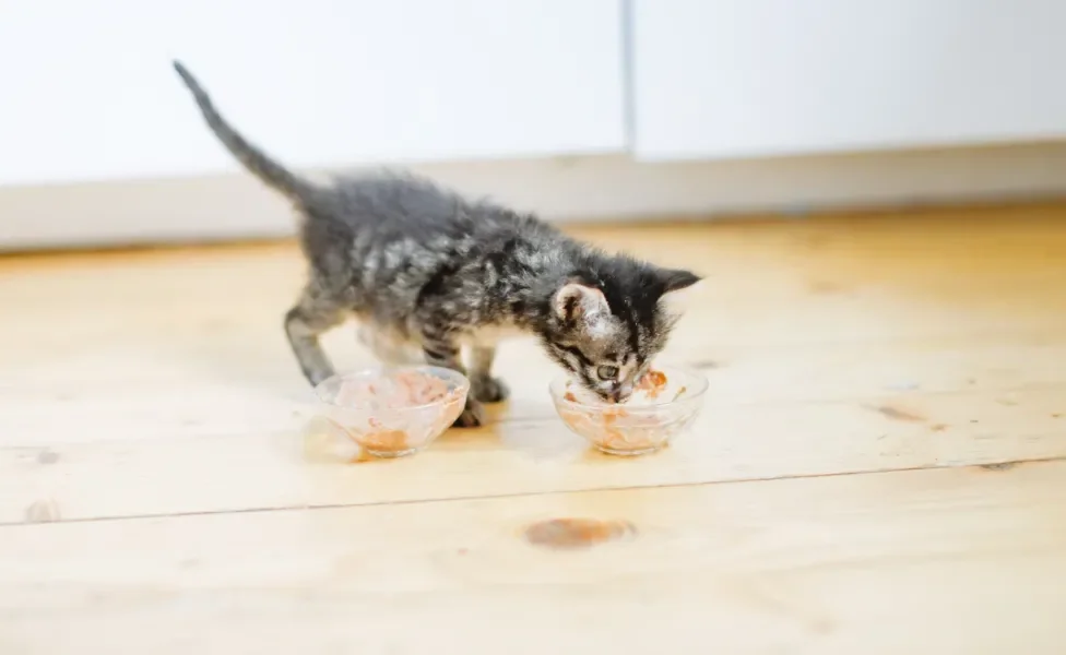 Gatinho filhote cinza e preto comendo em dois potes de vidro