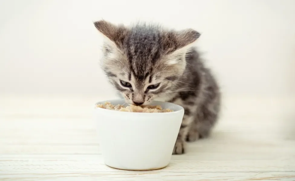 Gato filhote cinza comendo em pote branco