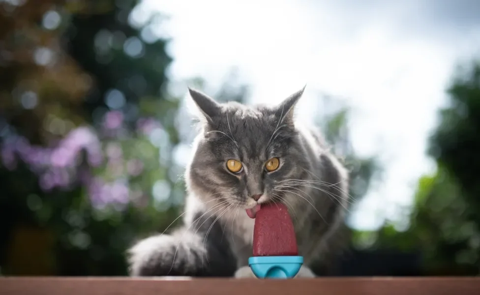 Gato cinza lambendo picolé roxo em fundo ensolarado de natureza