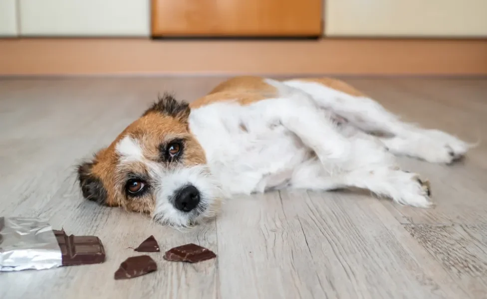 Alimentos que cachorro não pode comer: cachorro deitado ao lado de uma barra de chocolate