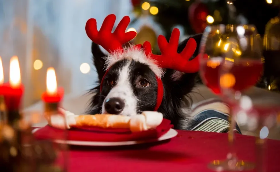 Cão usando acessório de natal durante ceia com osso em sua frente na mesa