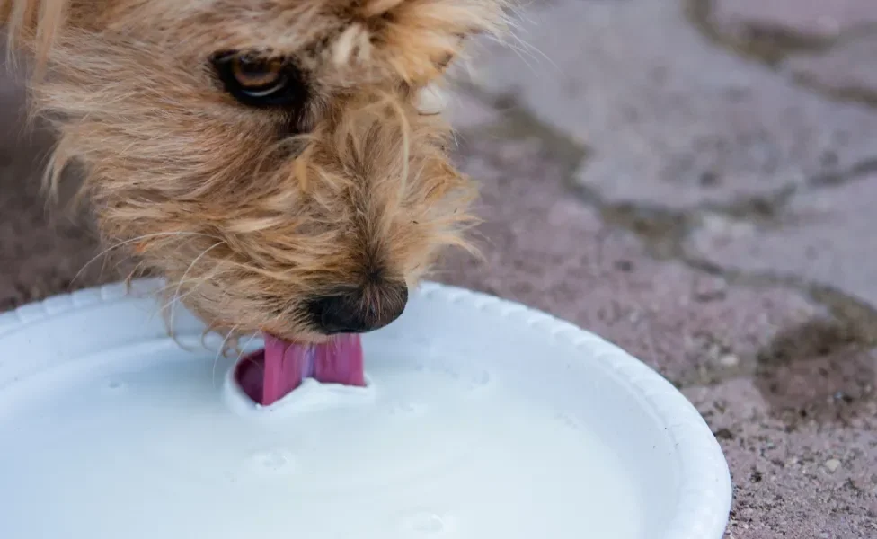 Cachorro tomando leite em pote branco