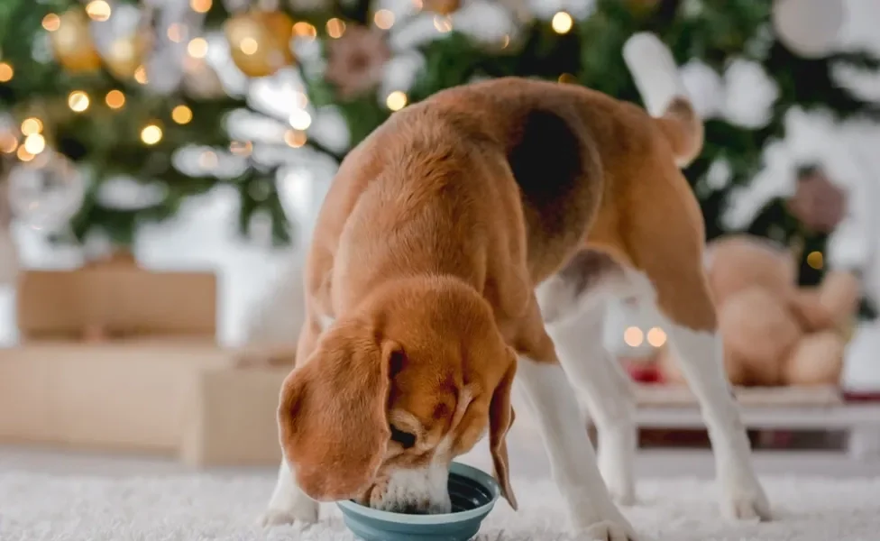 cachorro comendo ração