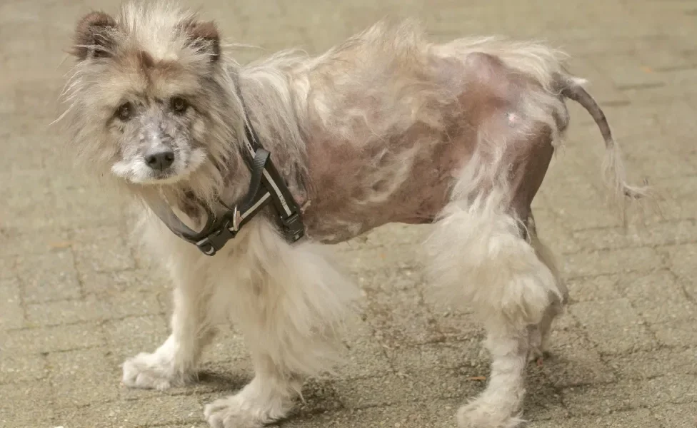 Cãozinho com alopecia