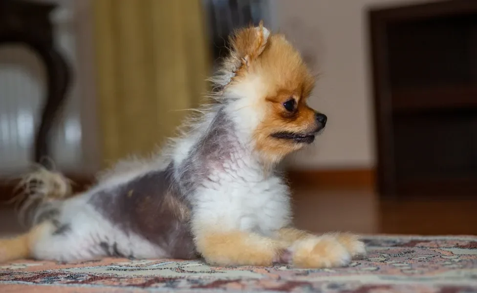 Cachorro com pouco pelo deitado em tapete