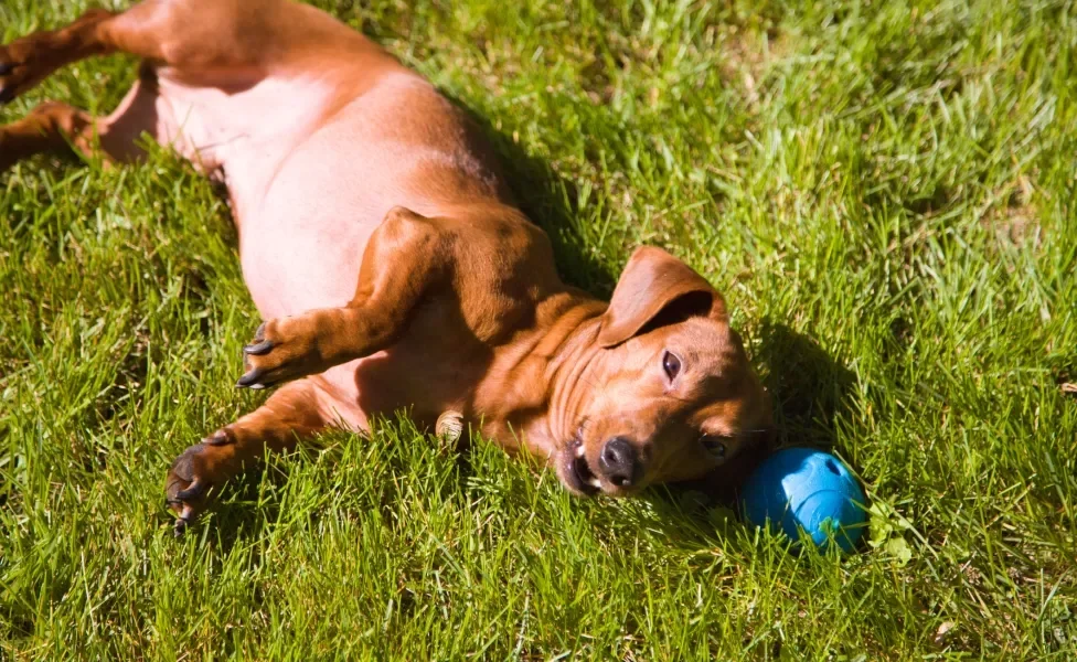 Cão Dachshund marrom deitado de barriga para cima em gramado perto de brinquedo azul