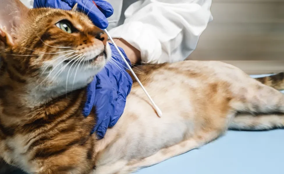 Veterinário apontando alopecia em gato laranja