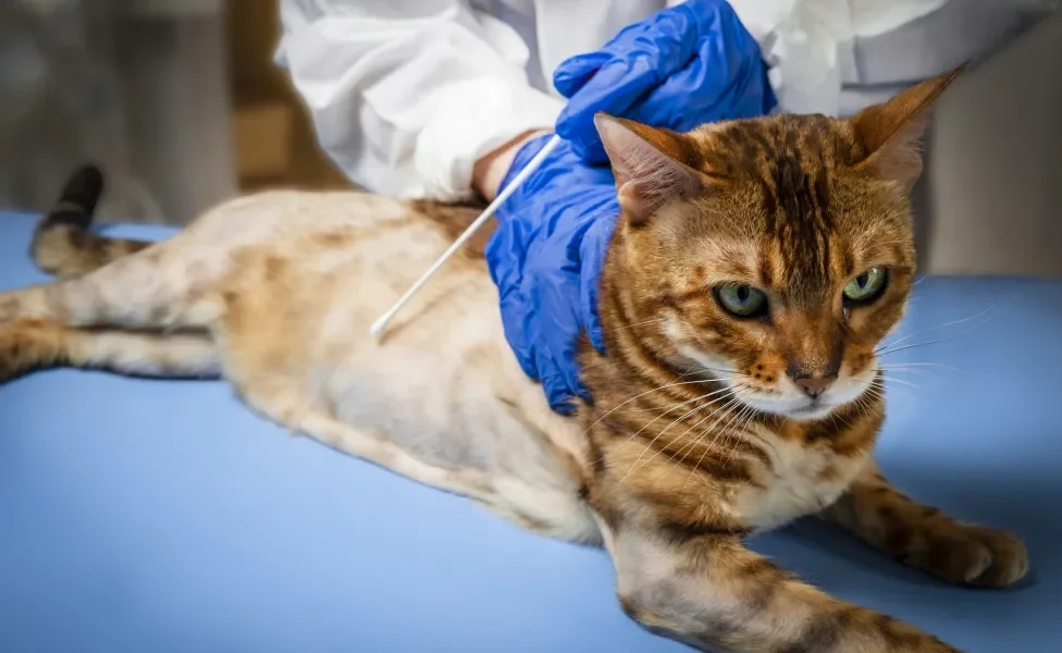 Gato laranja com alopecia em consultório veterinário